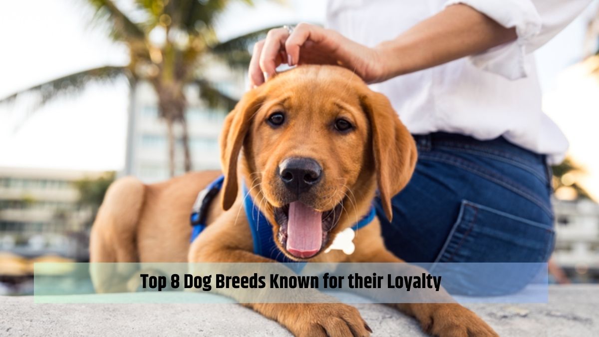 Top 8 Dog Breeds Known for their Loyalty