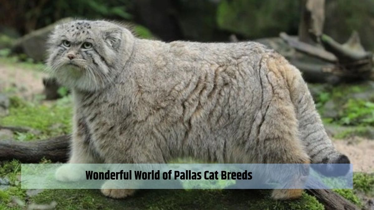 Wonderful World of Pallas Cat Breeds