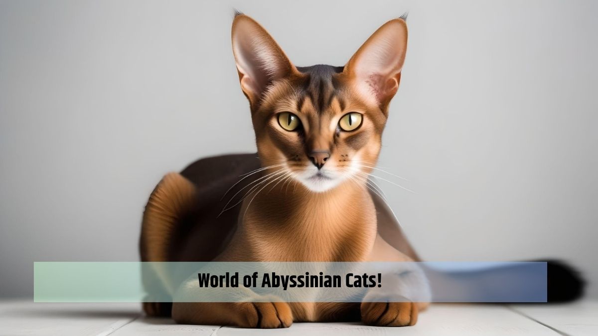 World of Abyssinian Cats!