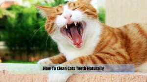 5 Easy Ways to Ensure Your Cat's Dental Health