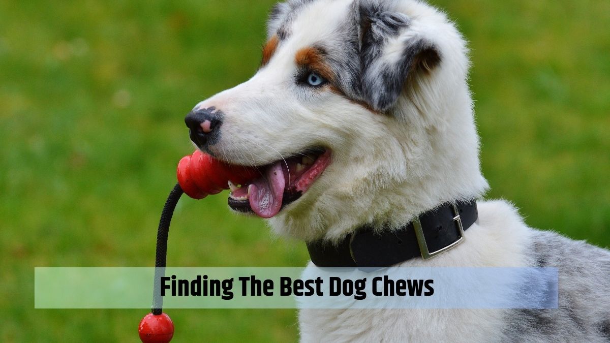 Finding The Best Dog Chews