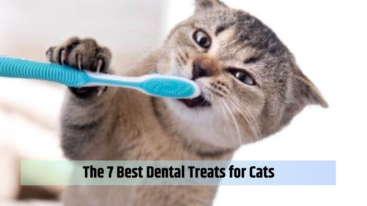 The 7 Best Dental Treats for Cats