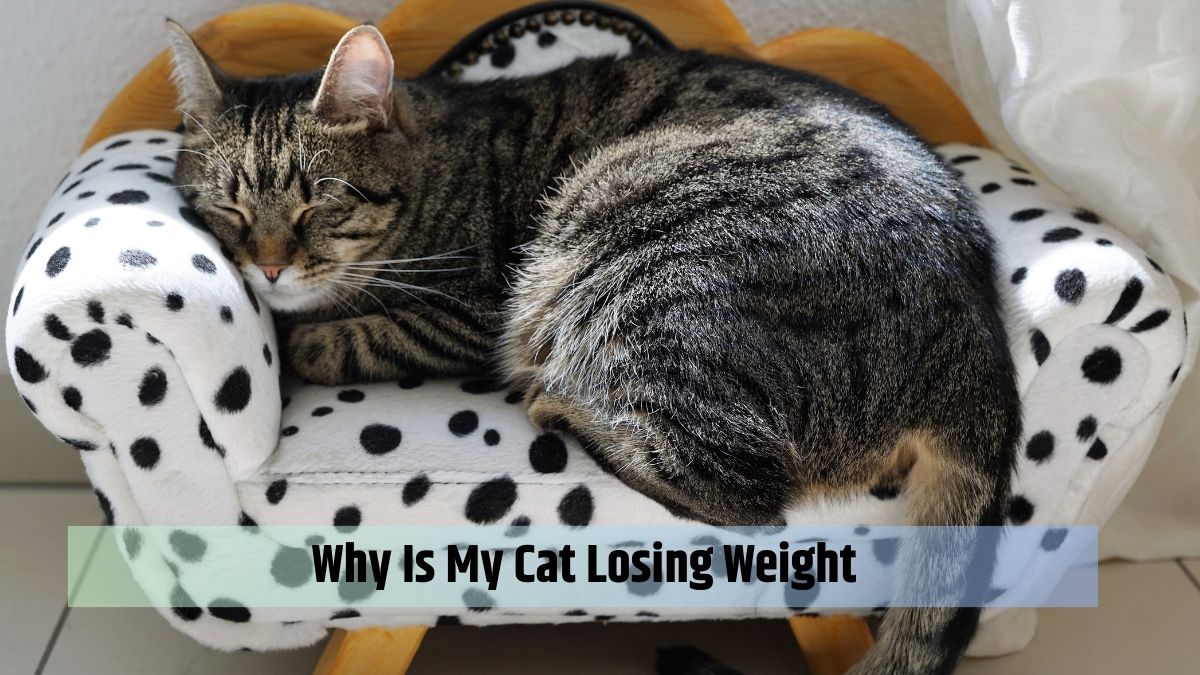 Why Is My Cat Losing Weight