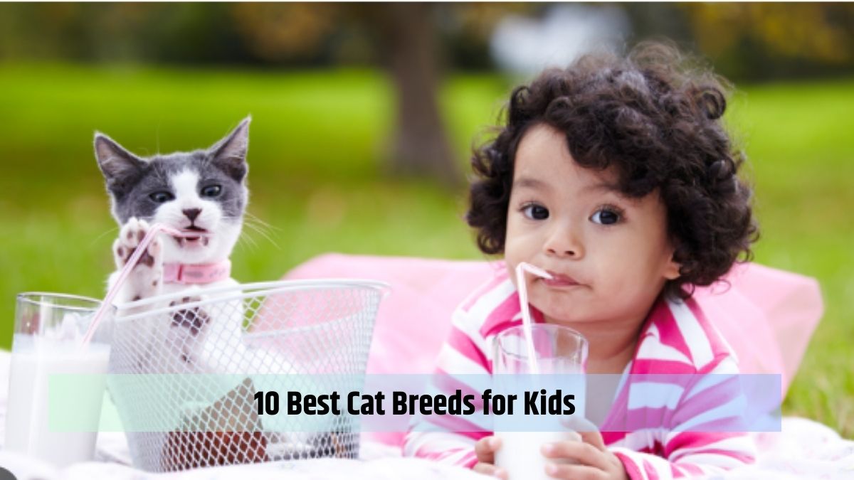 10 Best Cat Breeds for Kids