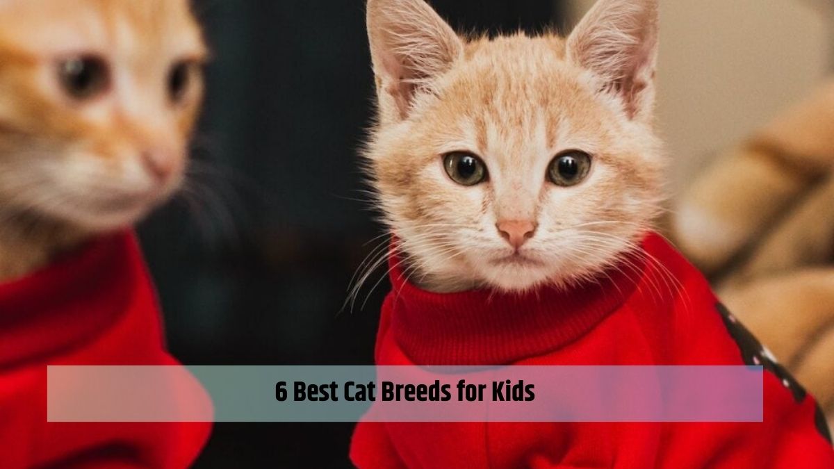 6 Best Cat Breeds for Kids