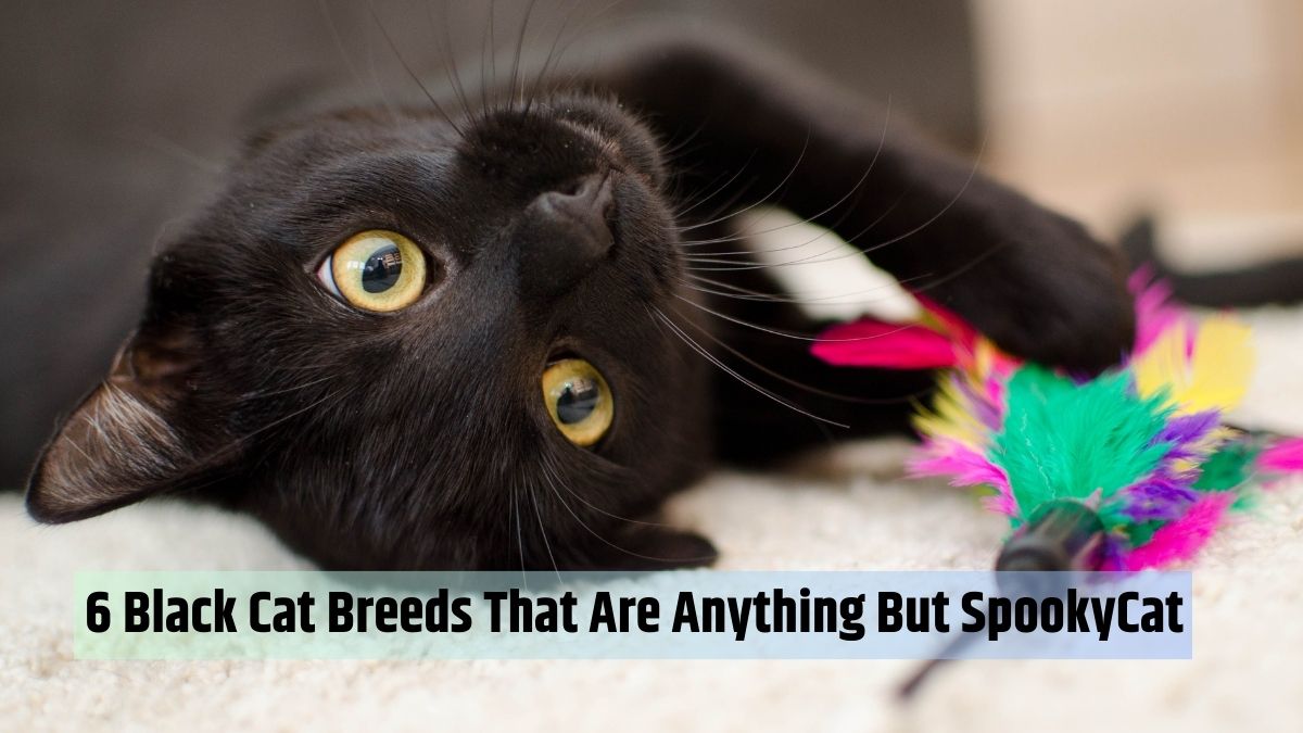 6 Black Cat Breeds That Are Anything But SpookyCat