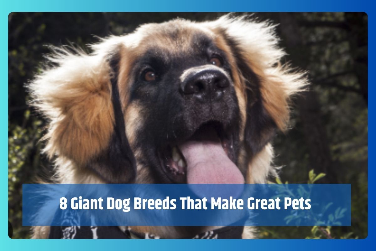8 Giant Dog Breeds That Make Great Pets