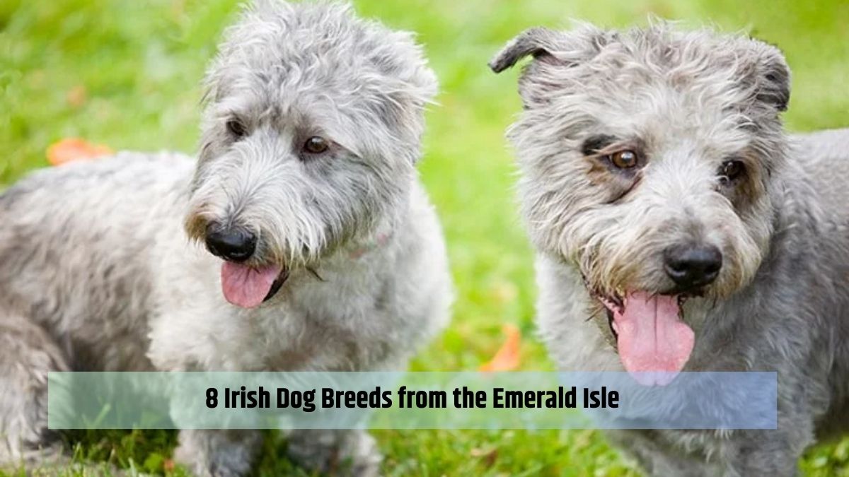 8 Irish Dog Breeds from the Emerald Isle
