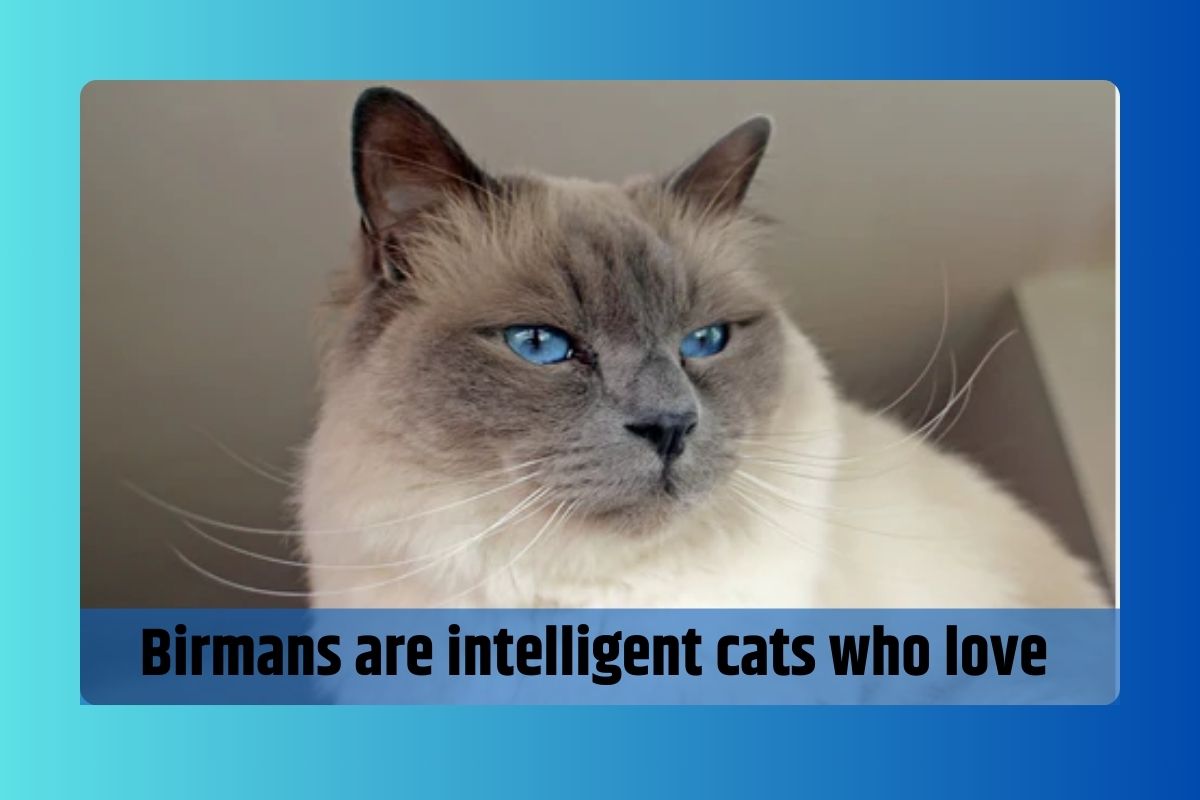 Birmans are smart, loyal, and friendly cats who love