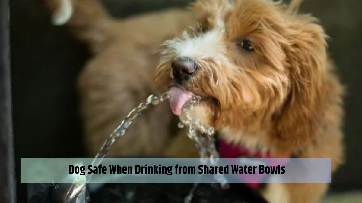Dog Safe When Drinking from Shared Water Bowls