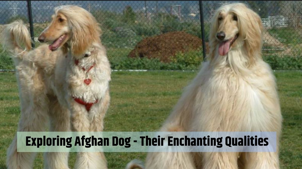 Exploring Afghan Dog - A Look into Their Enchanting Qualities