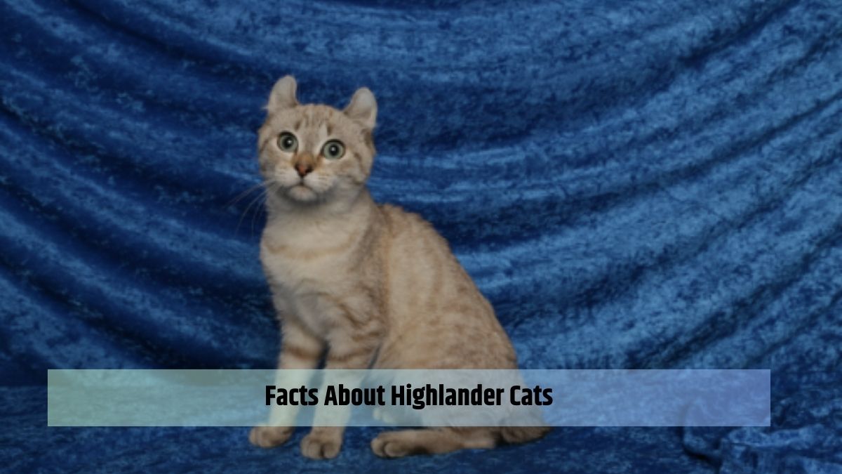 Facts About Highlander Cats