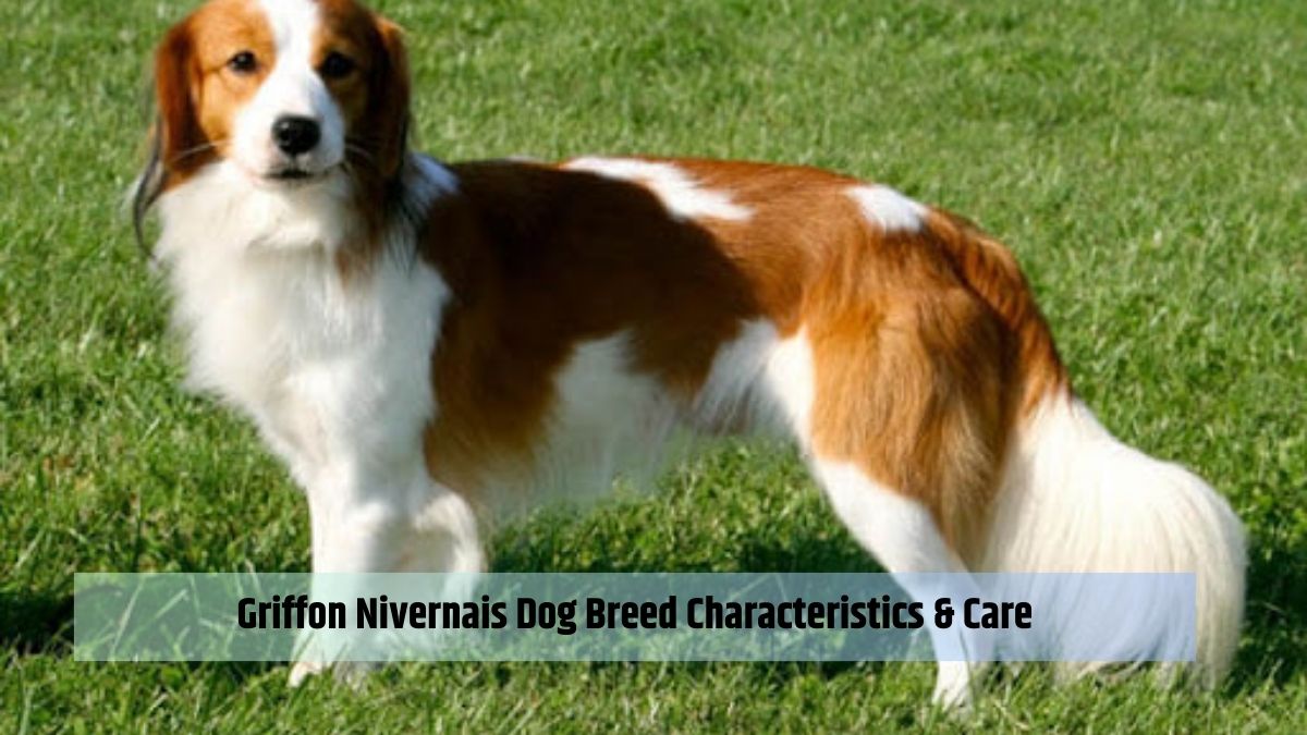 Griffon Nivernais Dog Breed Characteristics & Care