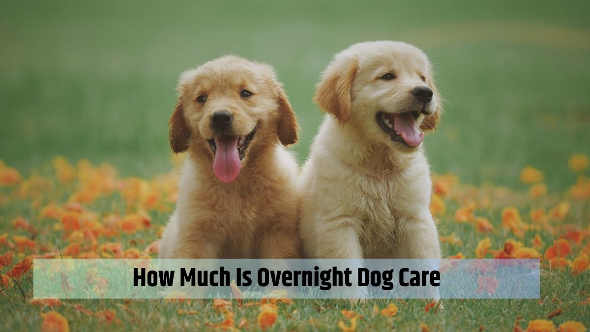 How Much Is Overnight Dog Care