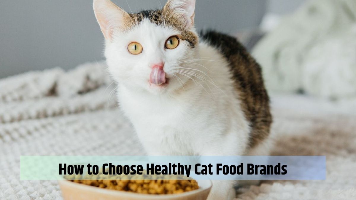 How to Choose Healthy Cat Food Brands