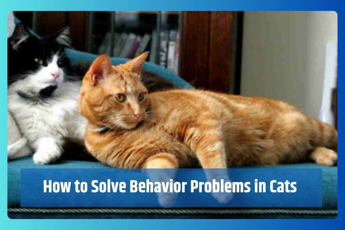 Behavior Problems in Cats