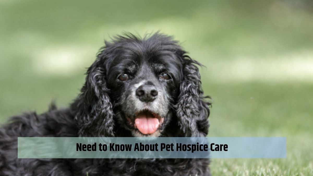 Need to Know About Pet Hospice Care