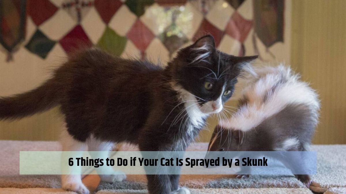6 Things to Do if Your Cat Is Sprayed by a Skunk
