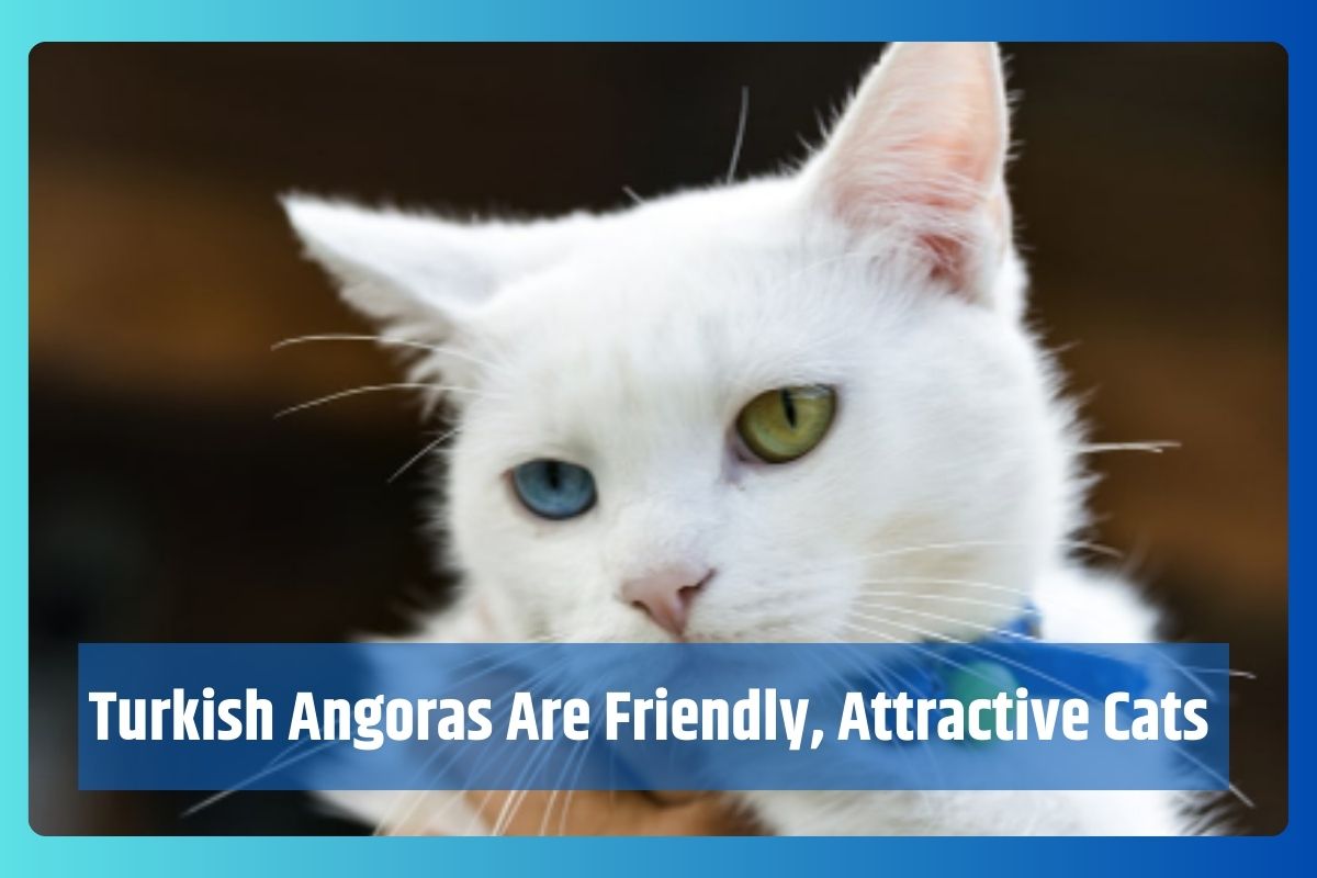 Turkish Angoras Are Friendly, Attractive Cats.