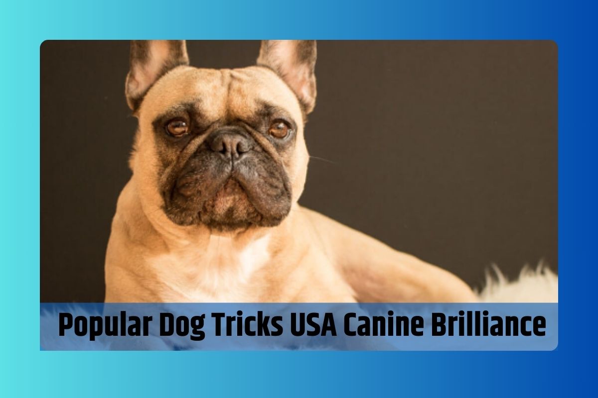 Mastering Popular Dog Tricks USA Canine Brilliance