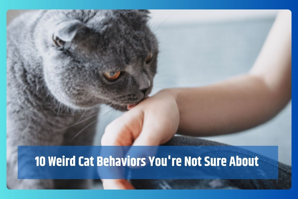 10 Weird Cat Behaviors You're Not Sure About