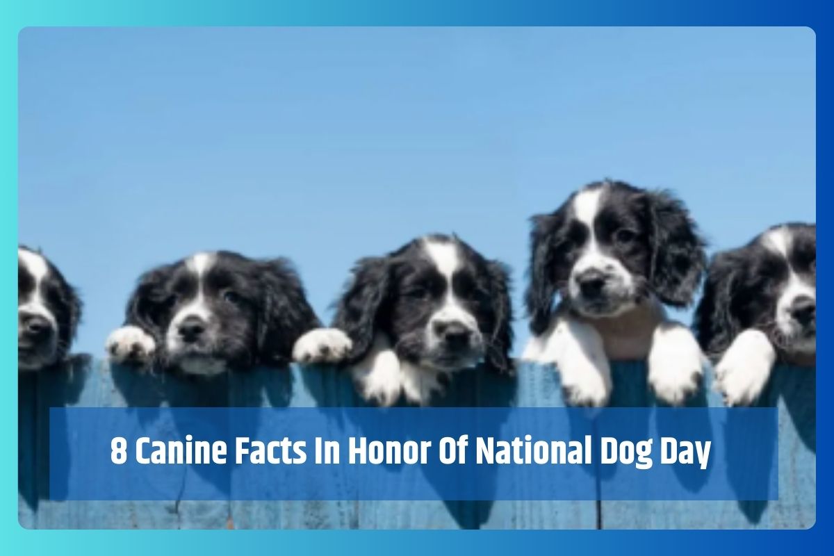 8 Canine Facts In Honor Of National Dog Day