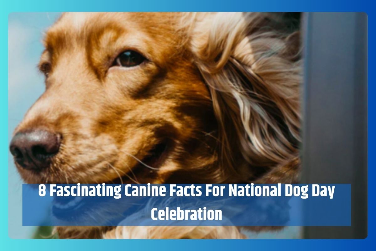 8 Fascinating Canine Facts For National Dog Day Celebration