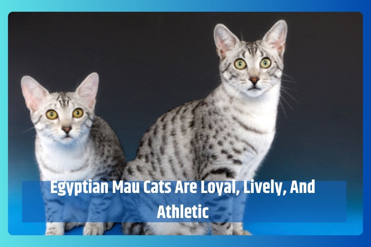 Egyptian Mau Cats Are Loyal, Lively, And Athletic