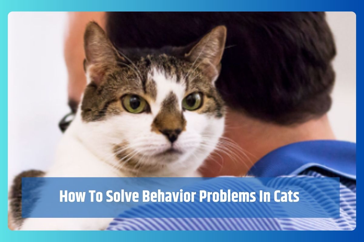 How To Solve Behavior Problems In Cats